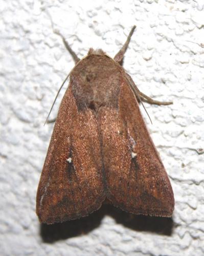 Réf. 242 458 : Mythimna albipuncta
